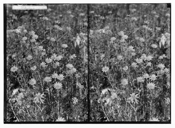 Photograph of Palestinian wildflower